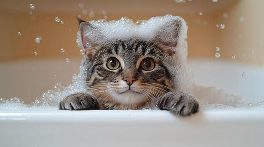 kitten, cat, cat shampoo, tearless kitten shampoo