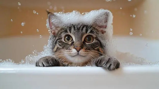 kitten, cat, cat shampoo, tearless kitten shampoo