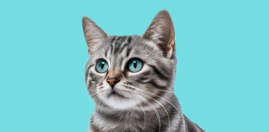 Deciphering your cat’s language - Cats And Dogs Supply